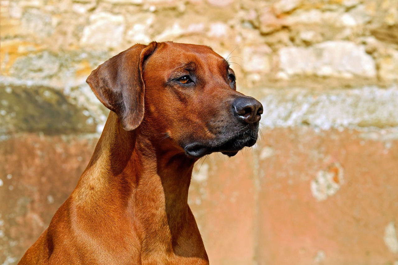オンライン犬しつけ講座でおすすめのプログラムは？