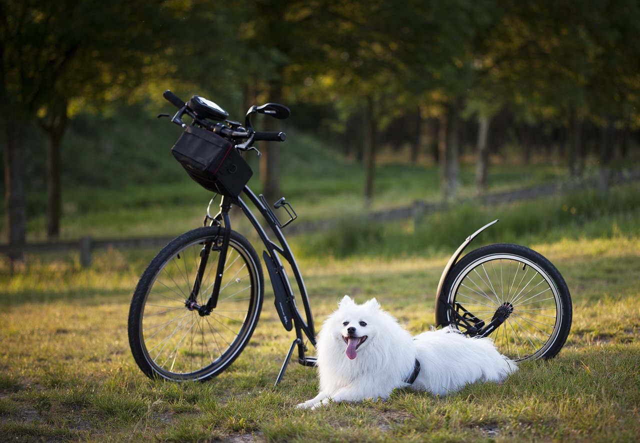 犬のしつけが効かない原因とは何ですか？