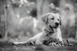 犬の問題行動の原因はストレスにあるのか？