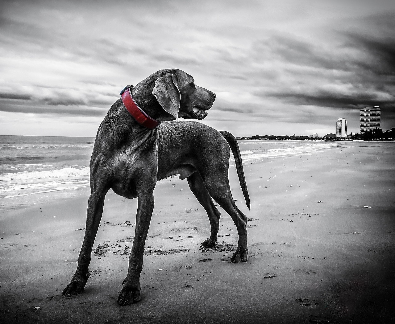 犬の罰と褒めの使い分けはどうすれば良いのか？