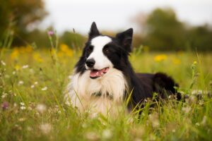 犬の褒め方でよくある間違いとは？