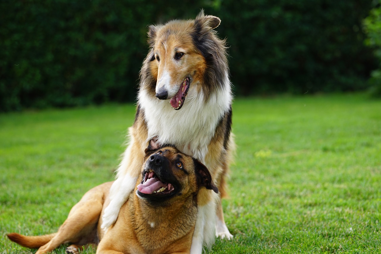 犬を叩くことがもたらす影響とは？