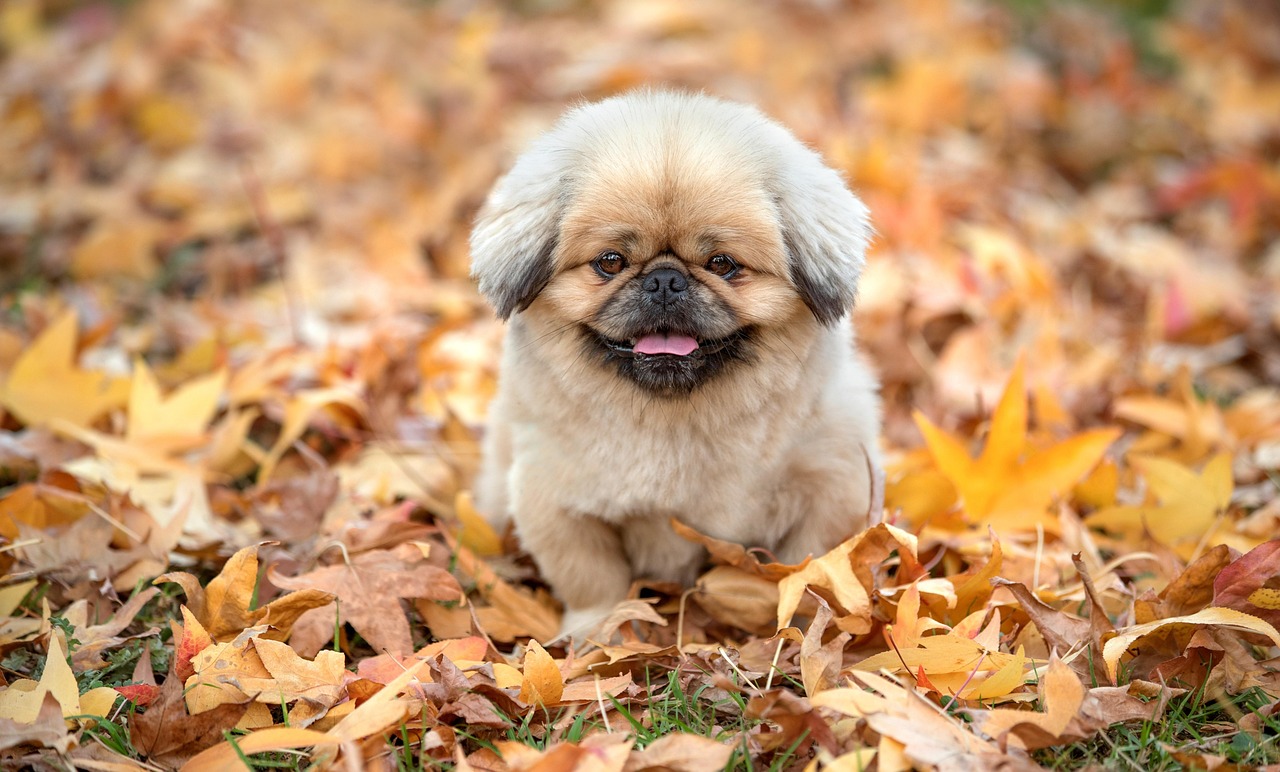 犬を叩くしつけが逆効果になる理由とは？