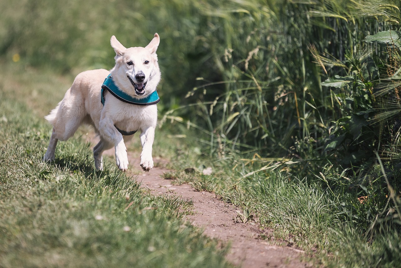 犬を叩くしつけは逆効果になる理由とは？