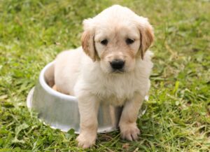 犬を褒める時の間違いとは何か？
