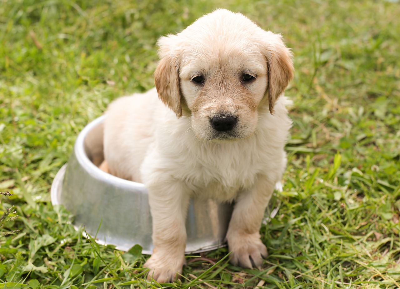 犬を褒める時の間違いとは何か？