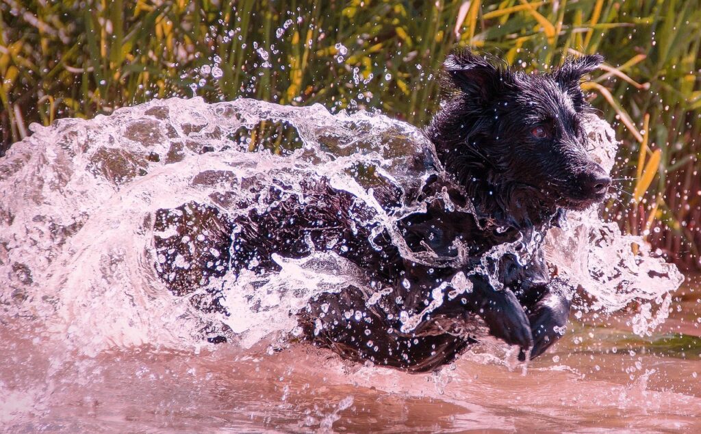 犬を飼い主が試すべき行動の理由とは？