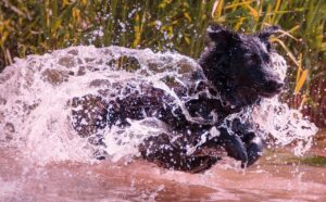 犬を飼い主が試すべき行動の理由とは？
