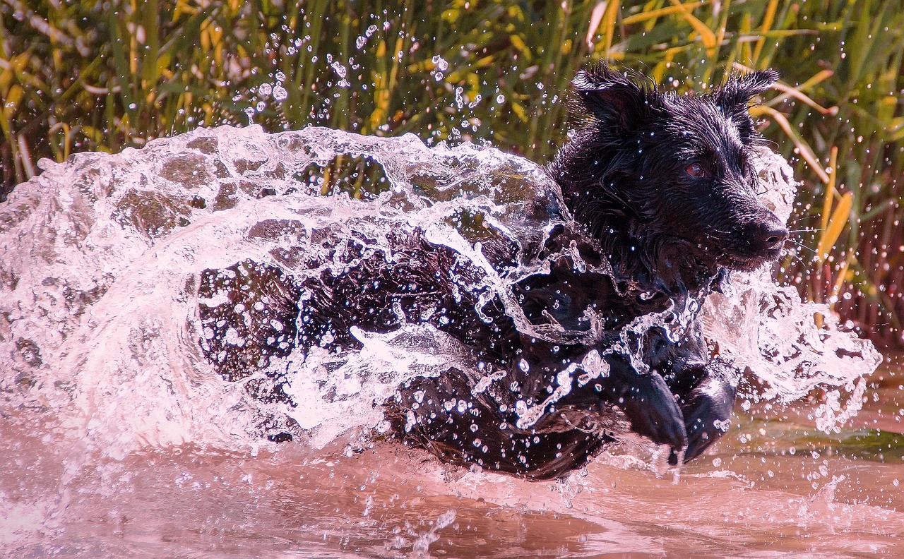 犬を飼い主が試すべき行動の理由とは？
