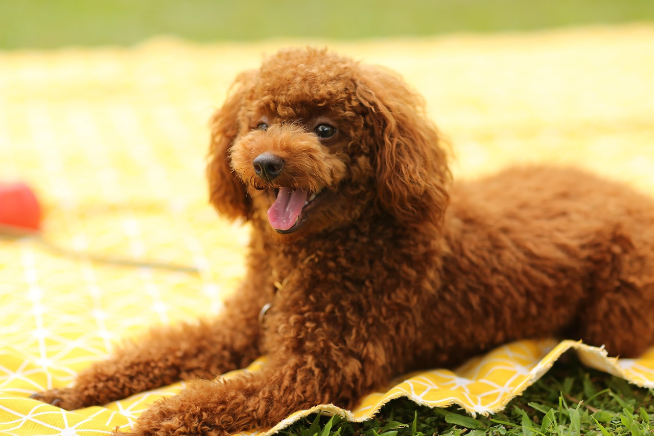 子犬に最適なケージの選び方とは？