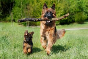 子犬のしつけが難しいと感じる飼い主の悩みを解決する方法は？