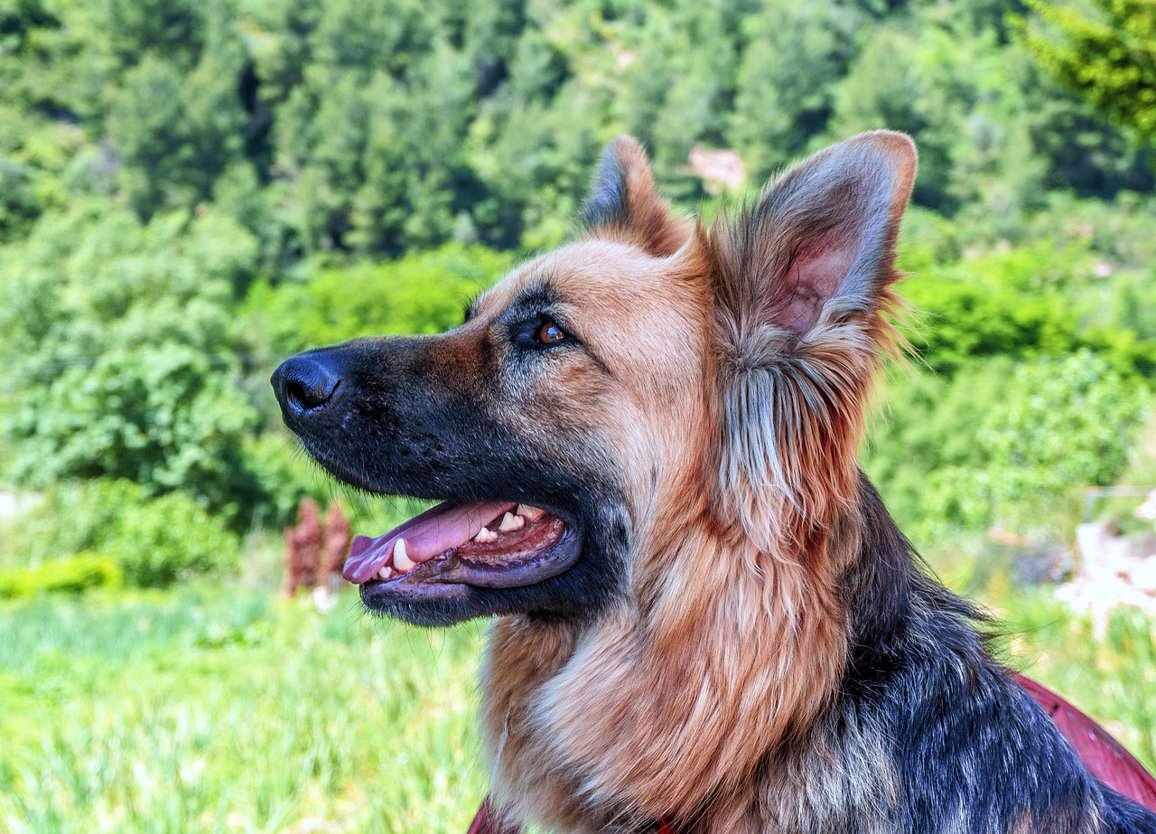 成犬のしつけをやり直すための効果的な方法は？