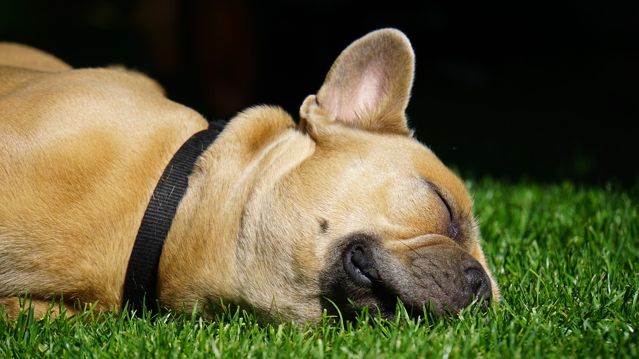 成犬のしつけをやり直す方法は？