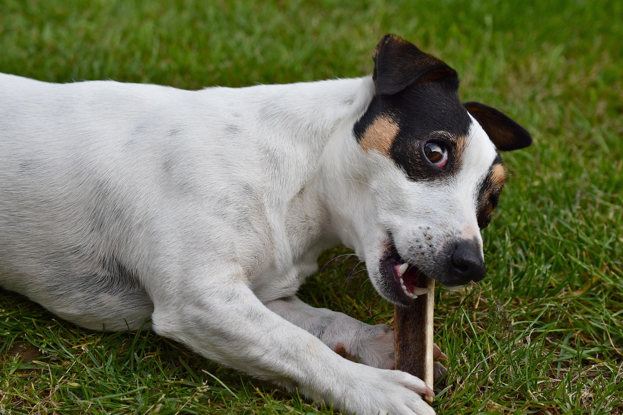 犬が家具をかじるのを防ぐための効果的な対策は？