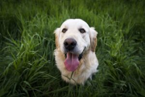 犬が草を食べるのをやめさせるための効果的な方法は？