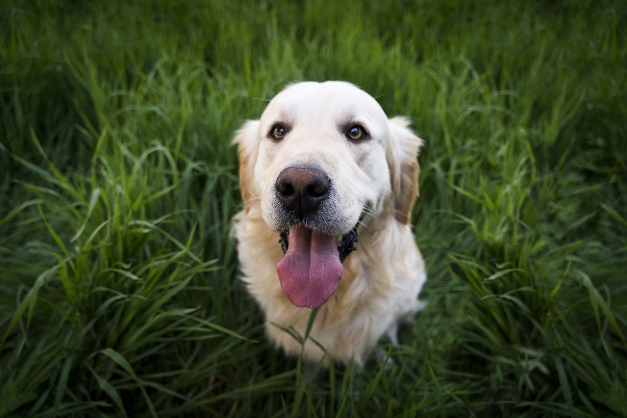 犬が草を食べるのをやめさせるための効果的な方法は？