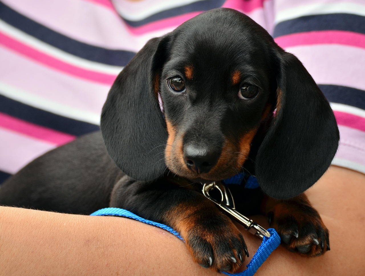 犬が言うことを聞かない時の対処法は？