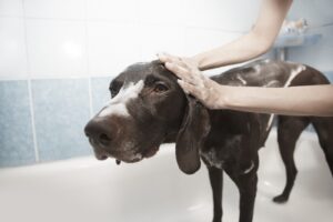 犬が言うことを聞かない理由と対処法は？