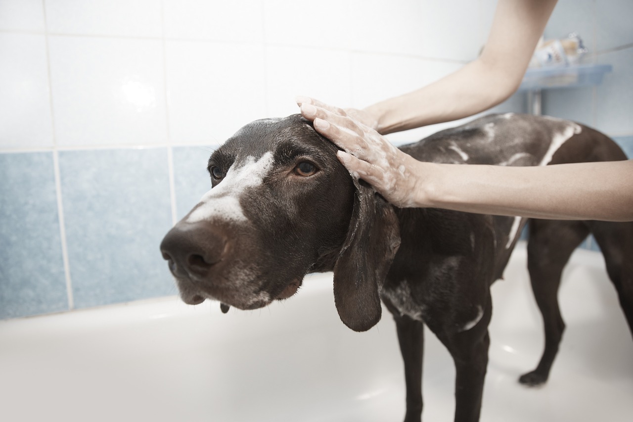 犬が言うことを聞かない理由と対処法は？