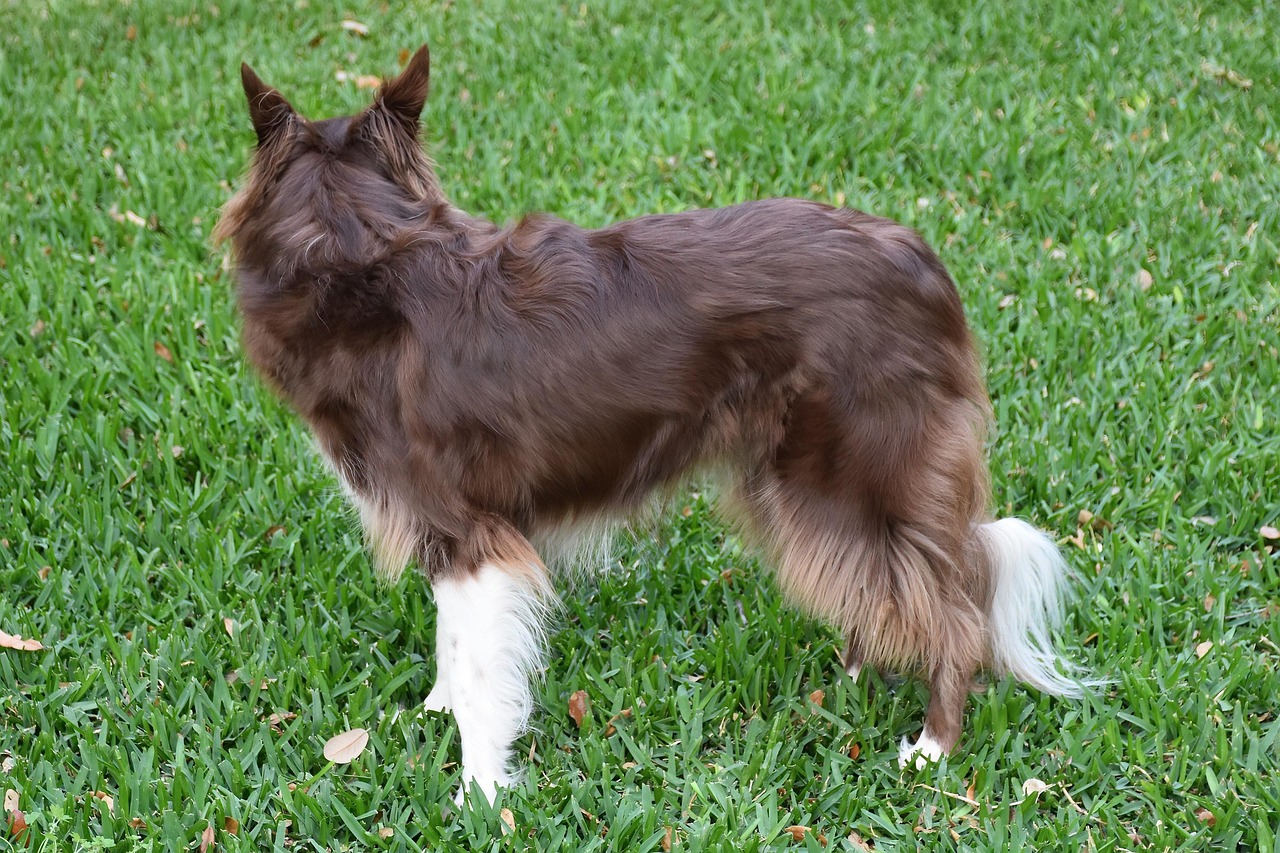 犬が言うことを聞かない理由と対処法は？