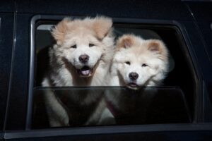 犬が食事中に唸る場合の対策は？