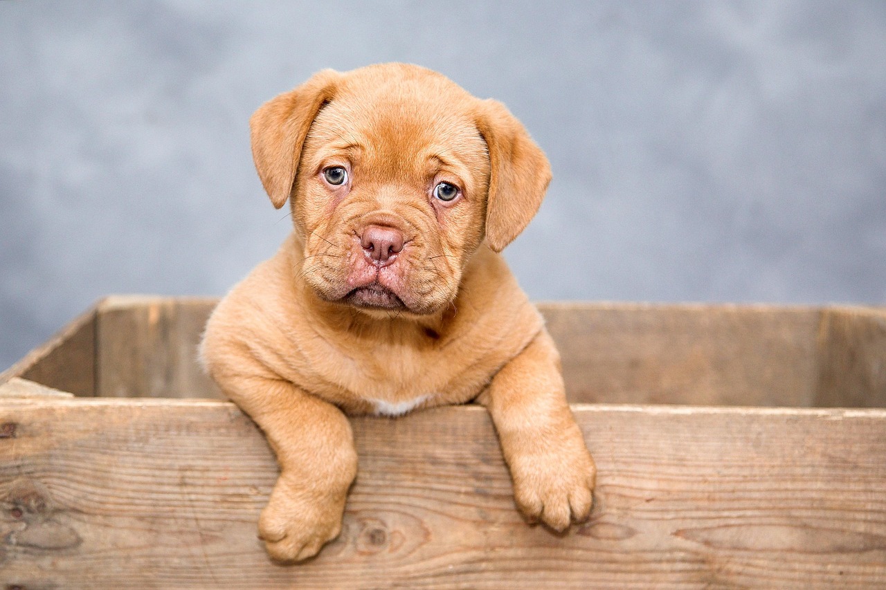 犬しつけで叩くことの効果とリスクは？