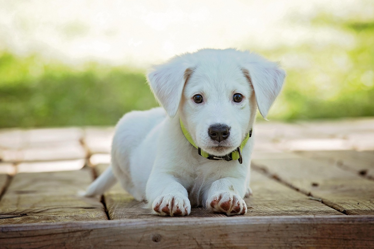 犬しつけで叩く方法は本当に効果的なのか？