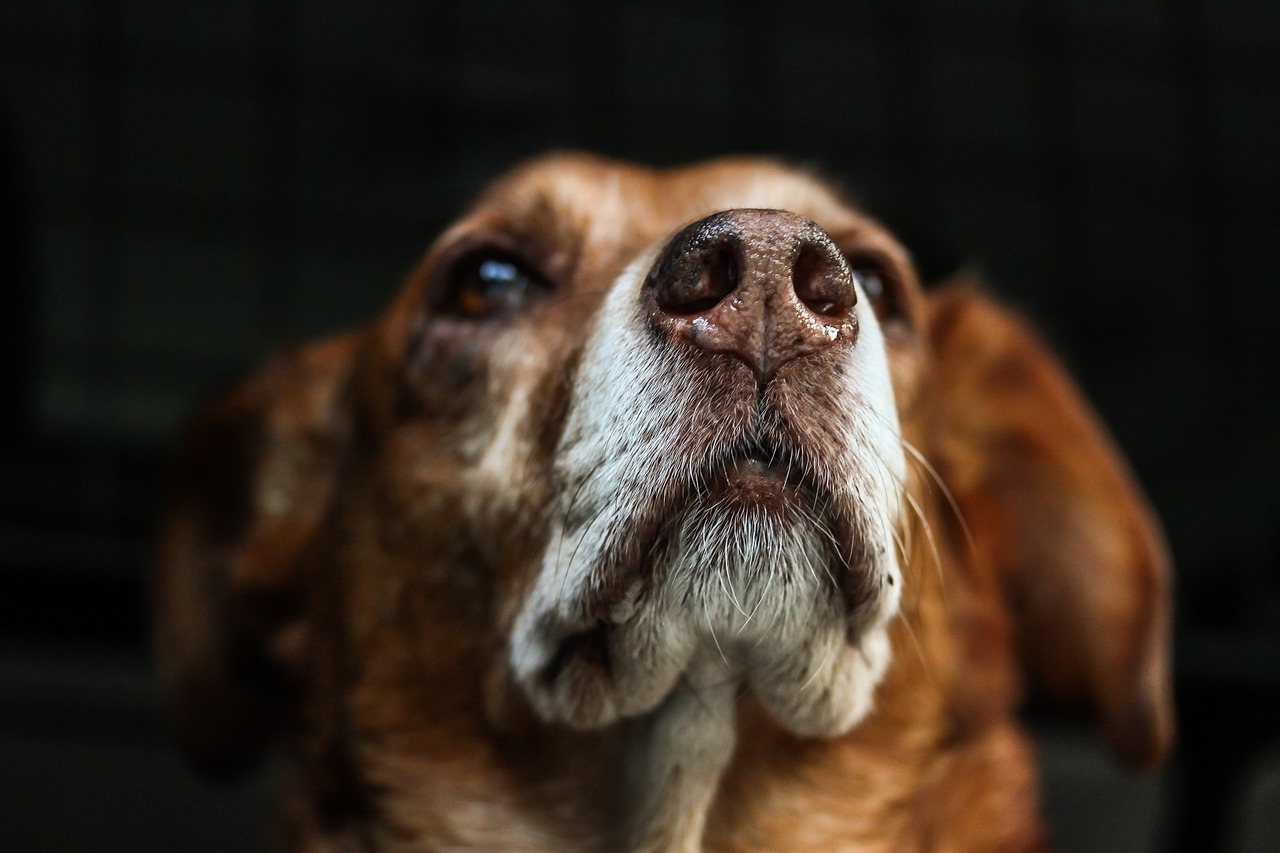 犬のしつけで「たたく」ことは本当に必要なのか？