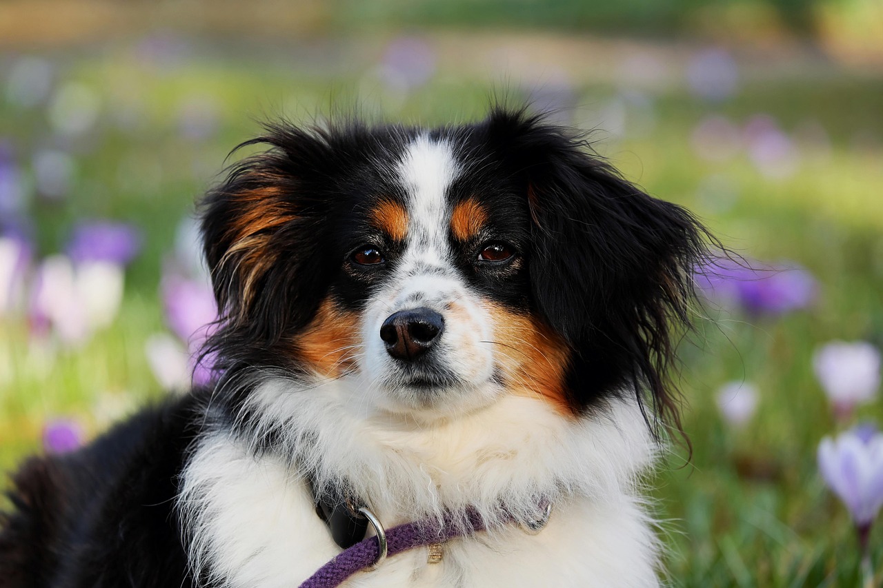 犬のしつけでたたくことは効果的なのか？