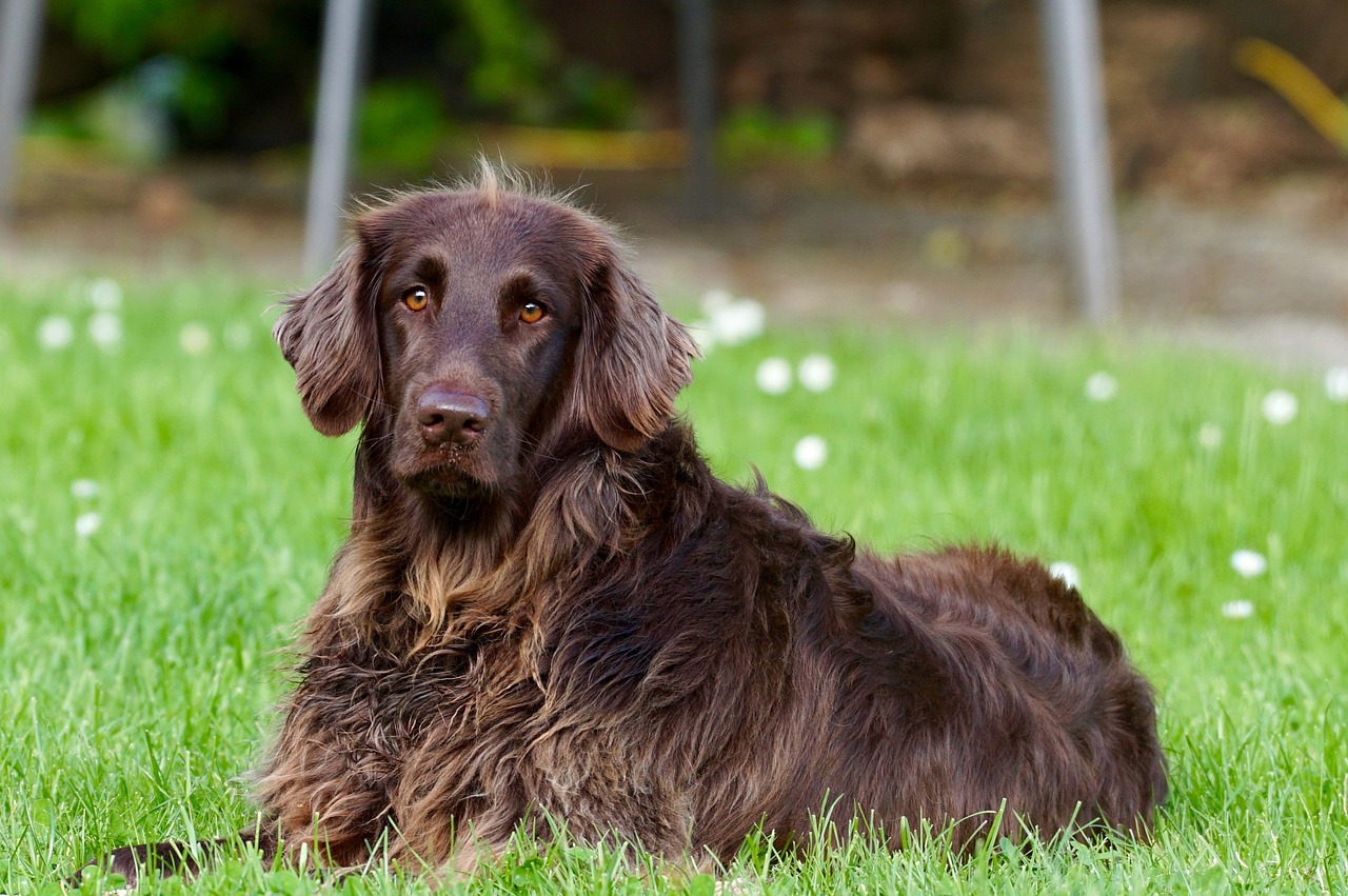 犬のしつけで叩くことは効果的なのか？