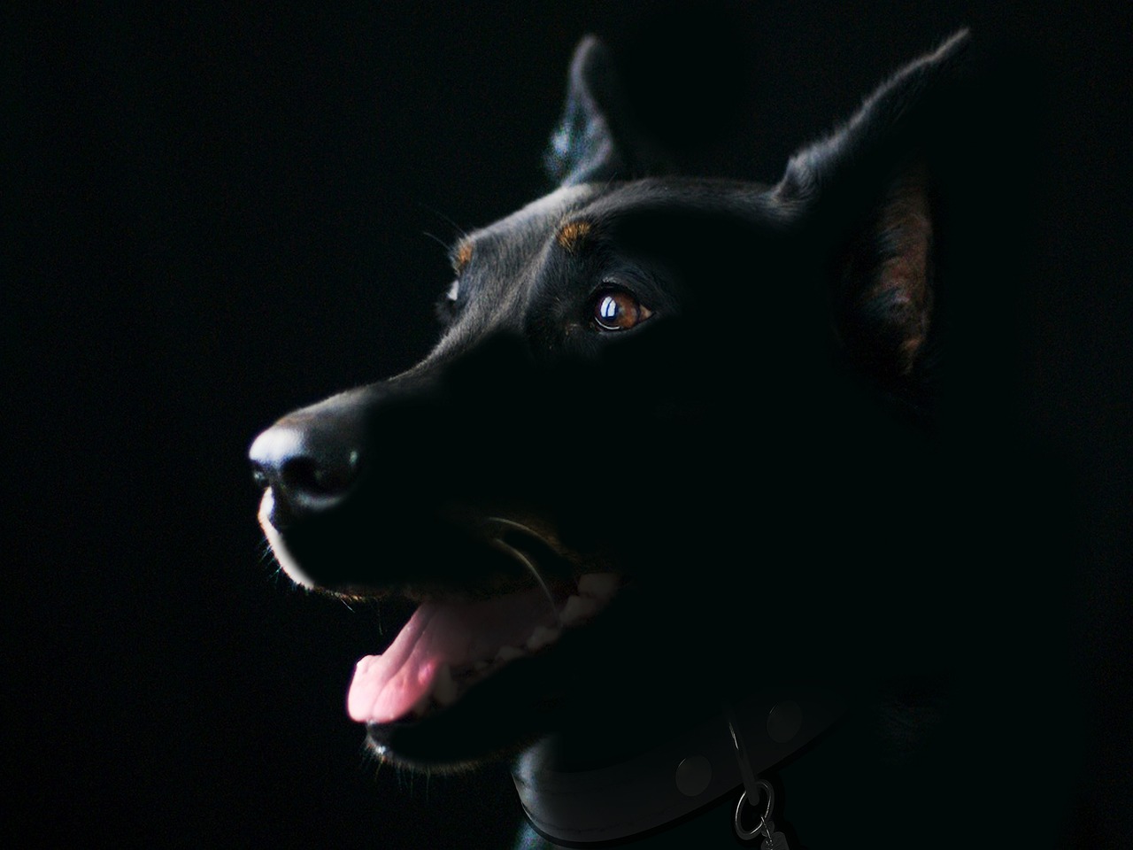 犬のしつけに役立つおすすめ本は？