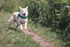 犬のしつけに最適な本のおすすめは？
