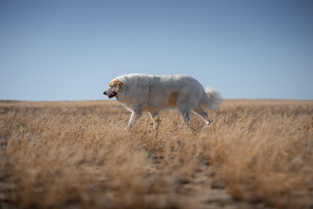 犬のしつけをやり直しするのはいつから始めるべき？