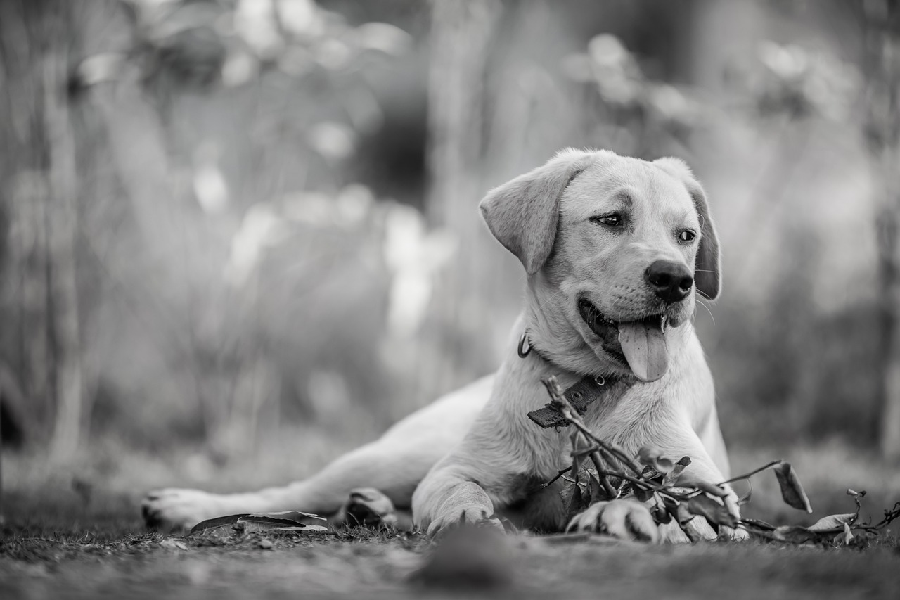 犬のしつけをやり直すのはいつから始めるべき？