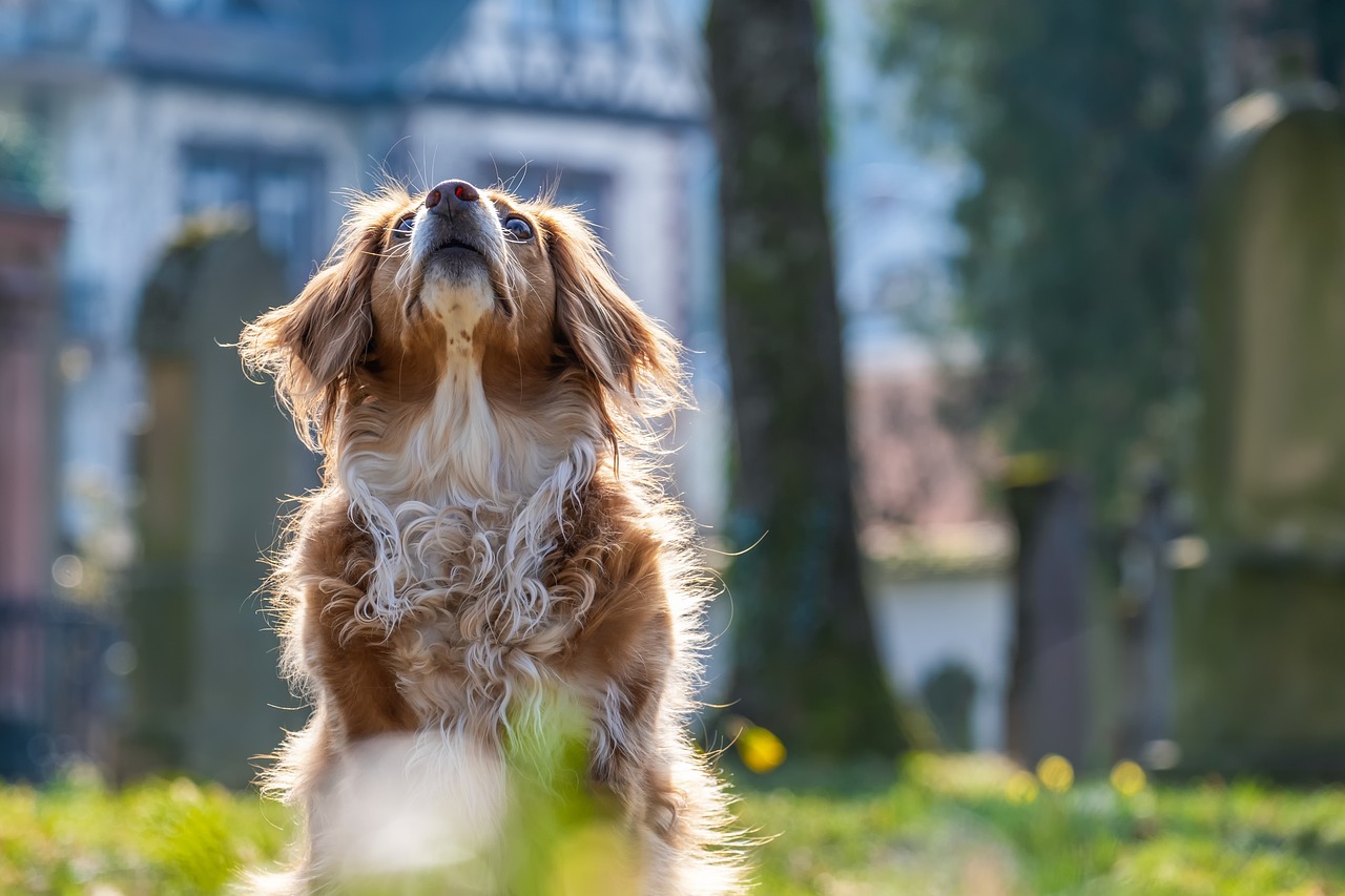 犬のクリッカーの使い方をマスターするには？