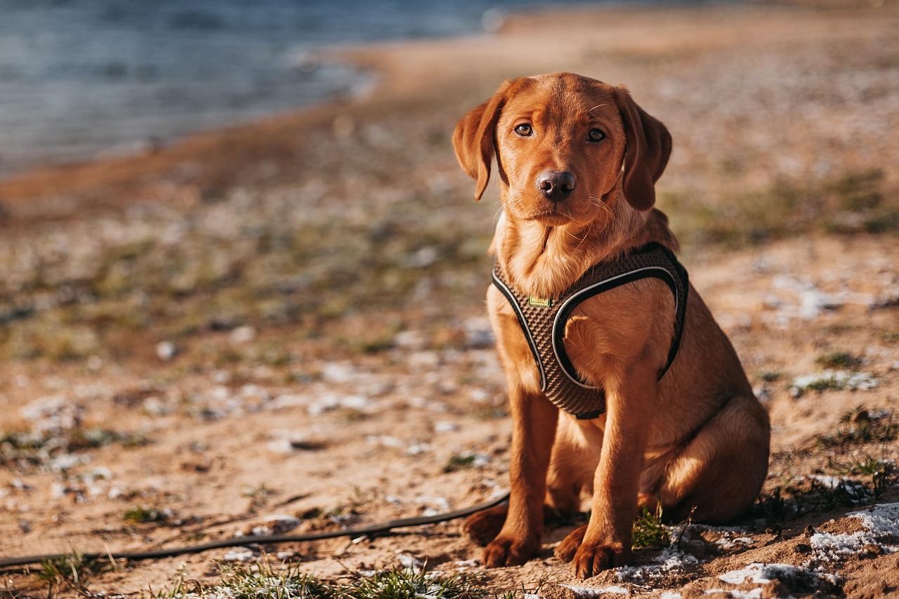 犬のトレーニングトリーツにおすすめのアイテムは？
