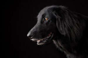 犬のトレーニングトリーツにおすすめの種類は？