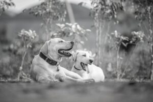 犬のマウンティングをやめさせる方法にはどんなものがある？