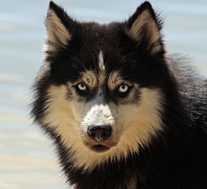 犬の反抗期はいつから始まり、どう対応すれば良いのか？