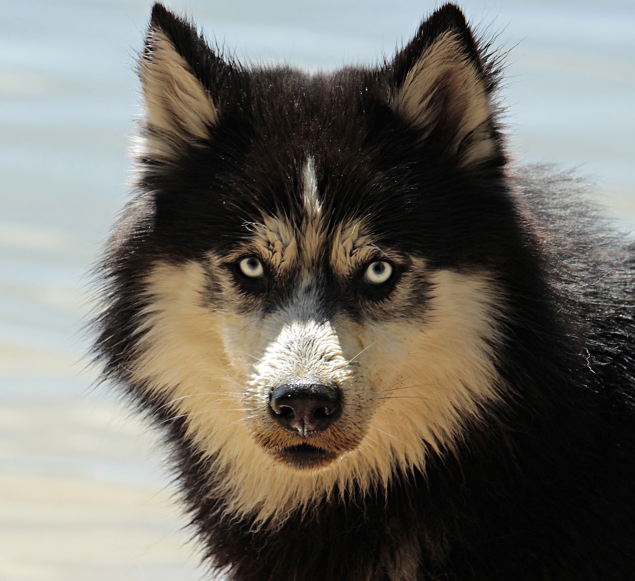 犬の反抗期はいつから始まり、どう対応すれば良いのか？