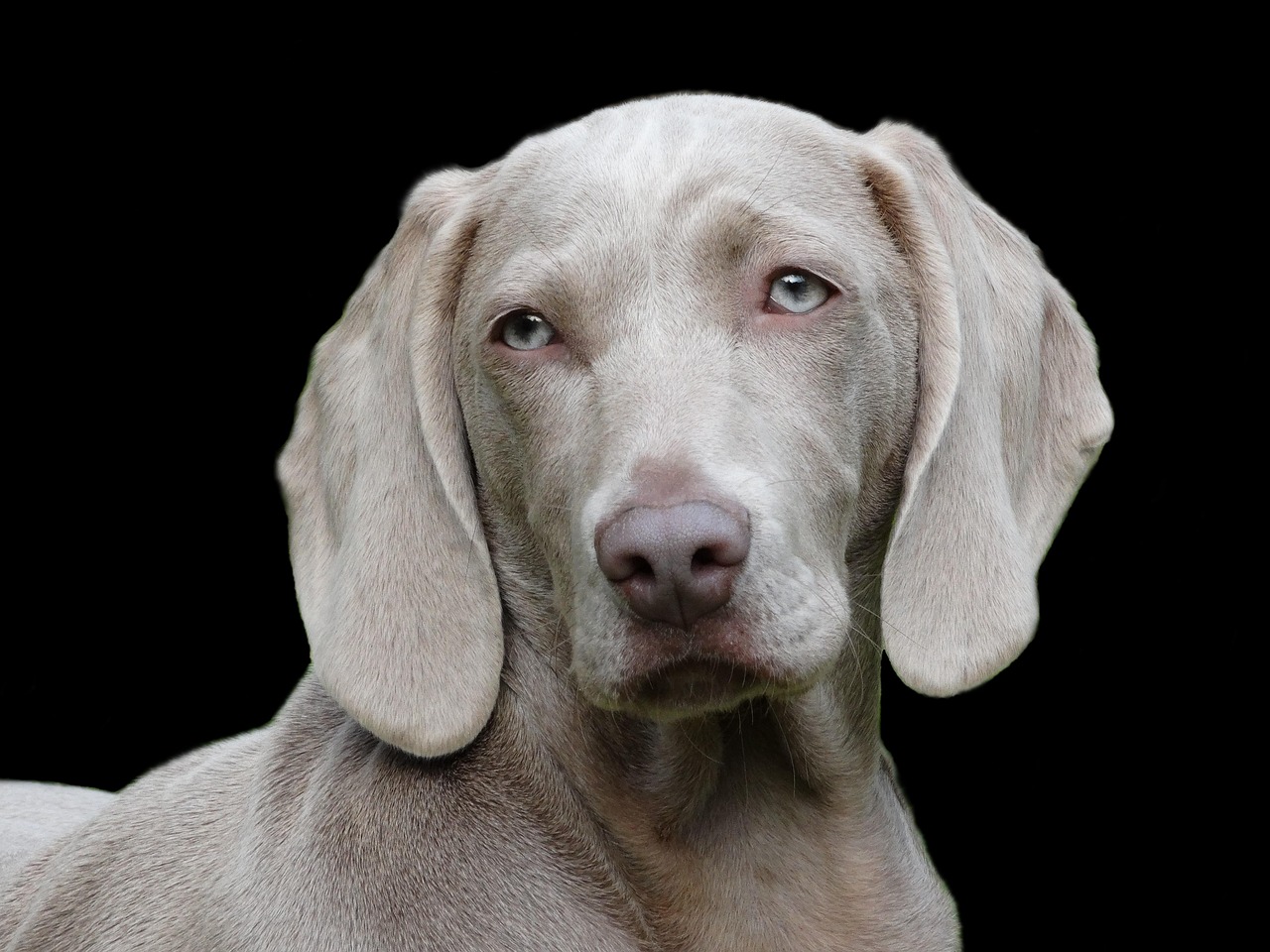 犬の反抗期はいつから始まり、どのように対応すれば良いのか？