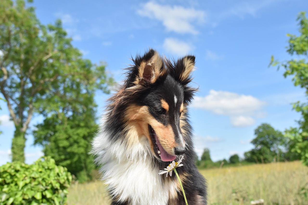 犬の口輪トレーニング方法にはどんな効果があるの？