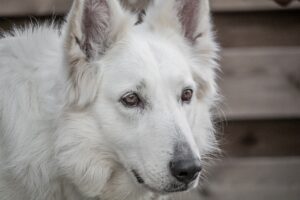 犬の多頭飼いでの喧嘩に対処するための効果的な方法は？