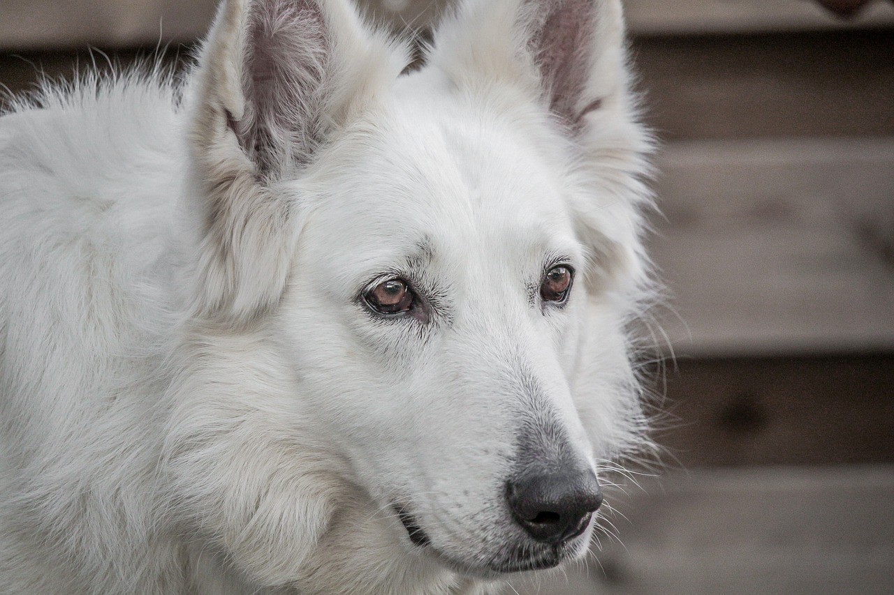 犬の多頭飼いでの喧嘩に対処するための効果的な方法は？
