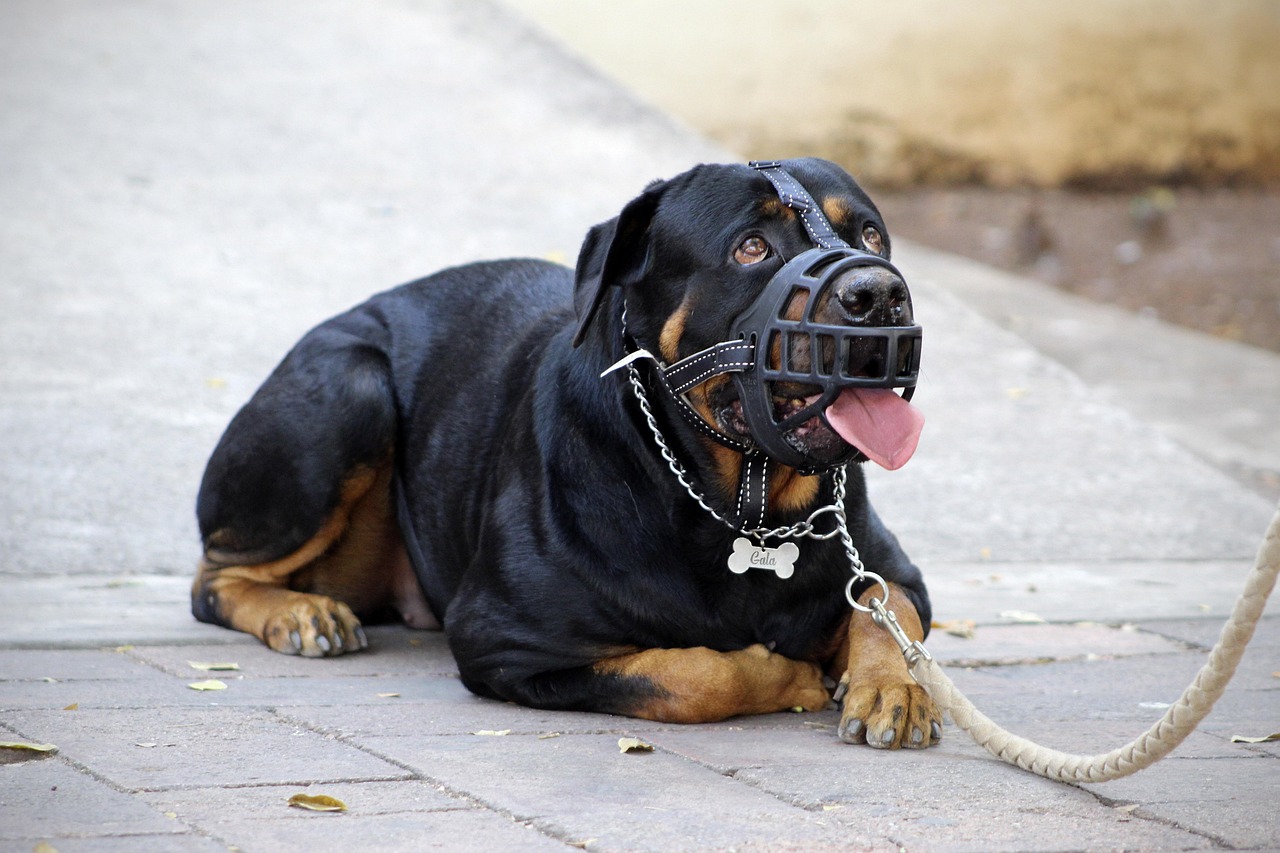 犬の攻撃性を改善するために試すべき方法は？