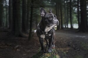 犬の無駄吠えを防止するためのおすすめグッズは？