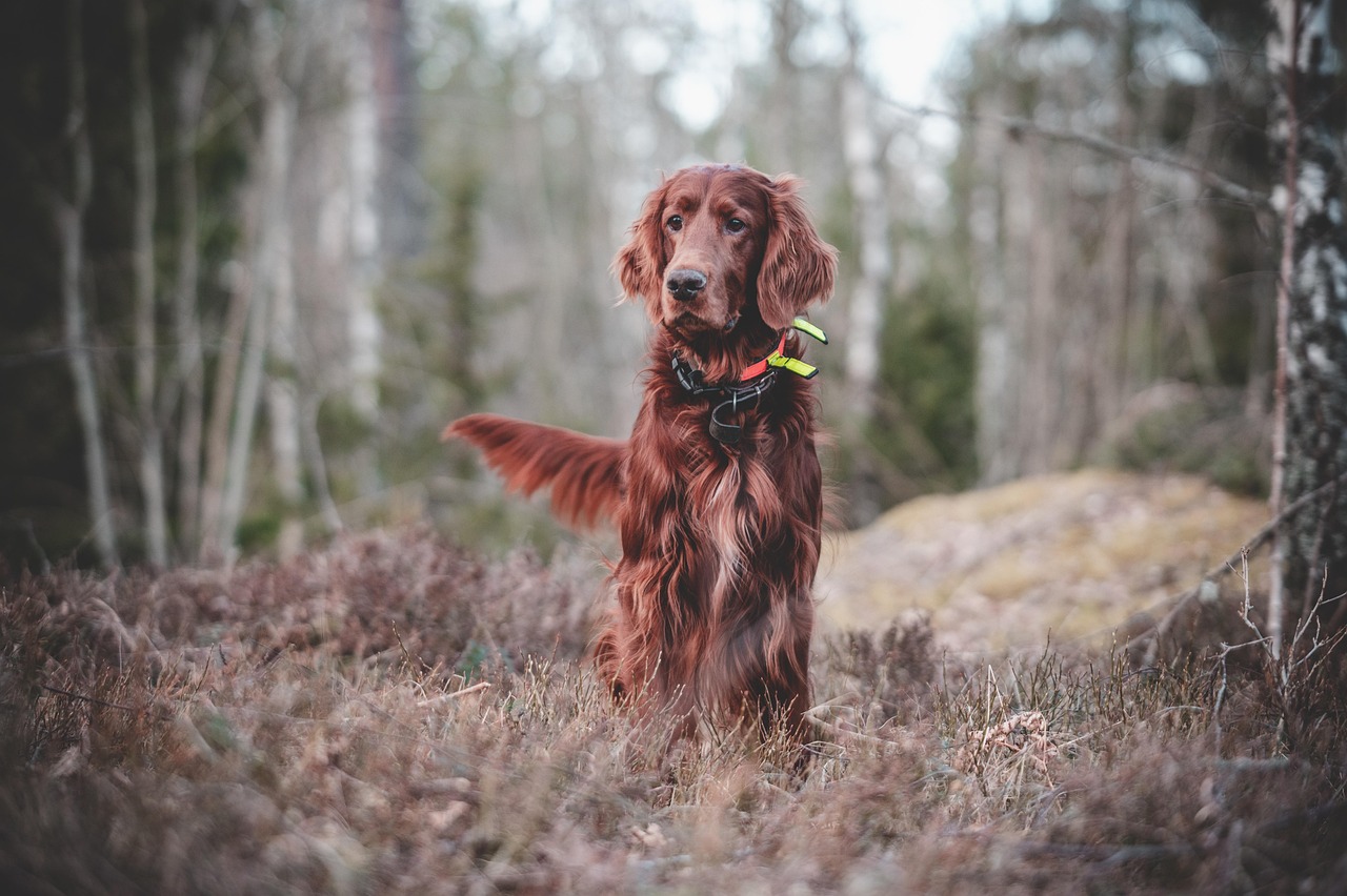 犬の留守中のいたずらに対する効果的な対処法は？