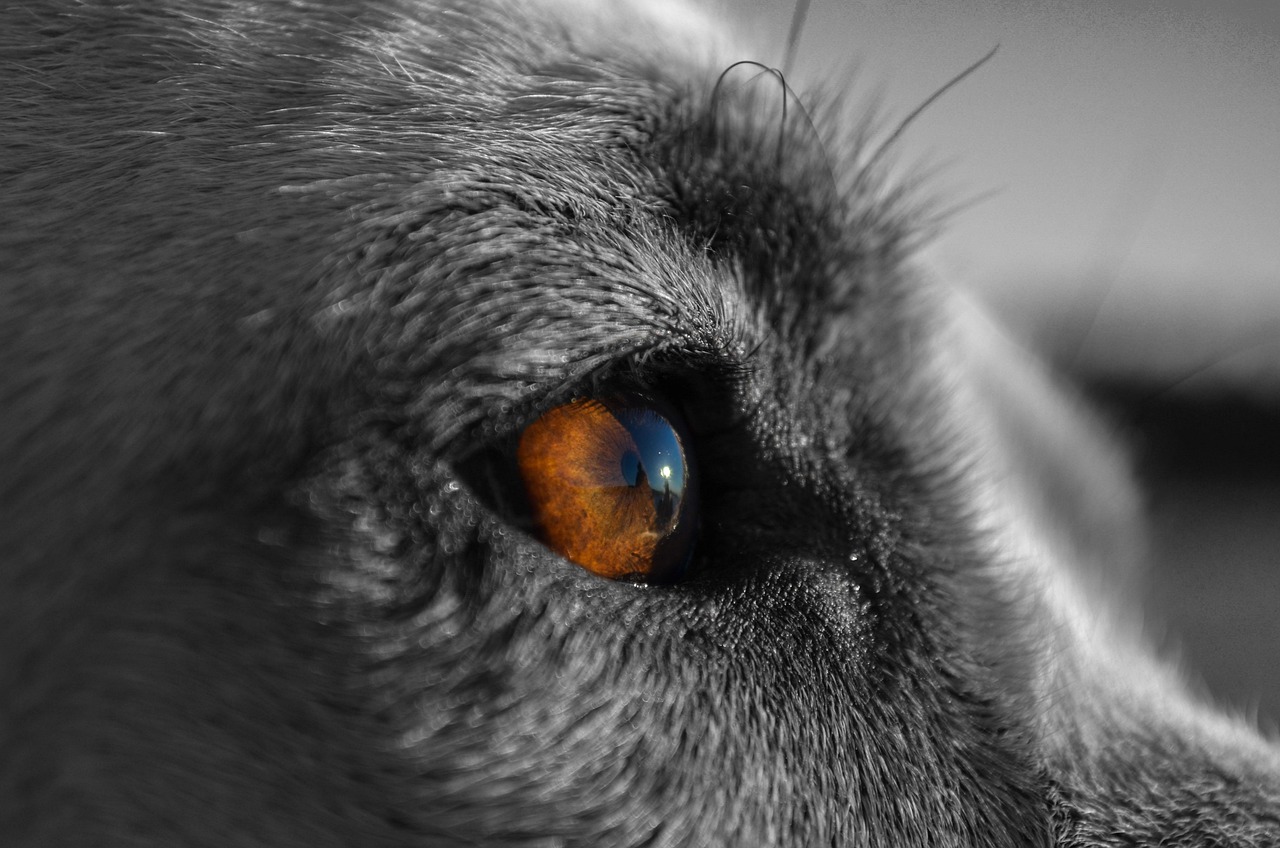 犬の闘争本能を抑えるための効果的な方法は？