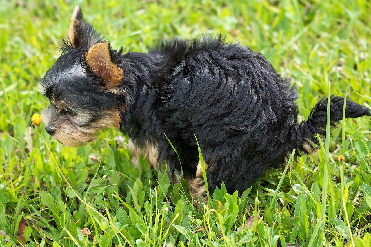 犬の食糞をやめさせる方法とは？