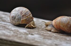 犬を叩くことがもたらす影響とは？
